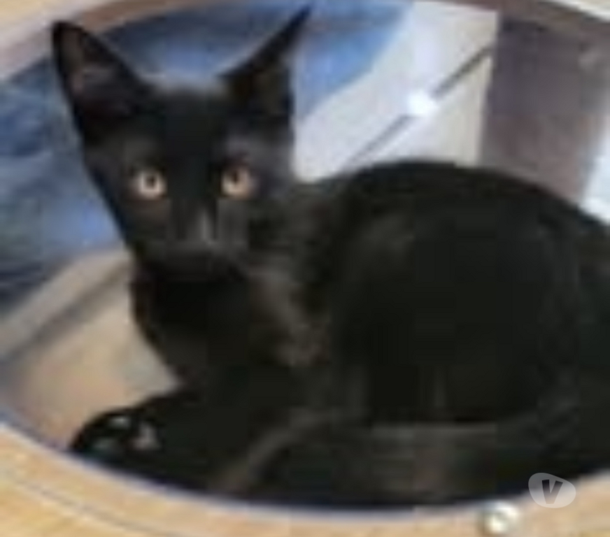 Don animaux Drôme Puy St Martin - 26450 - Photos Vivastreet Chat WINNIE à l adoption