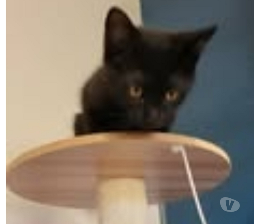Don animaux Drôme Puy St Martin - 26450 - Photos Vivastreet Chat WINNIE à l adoption