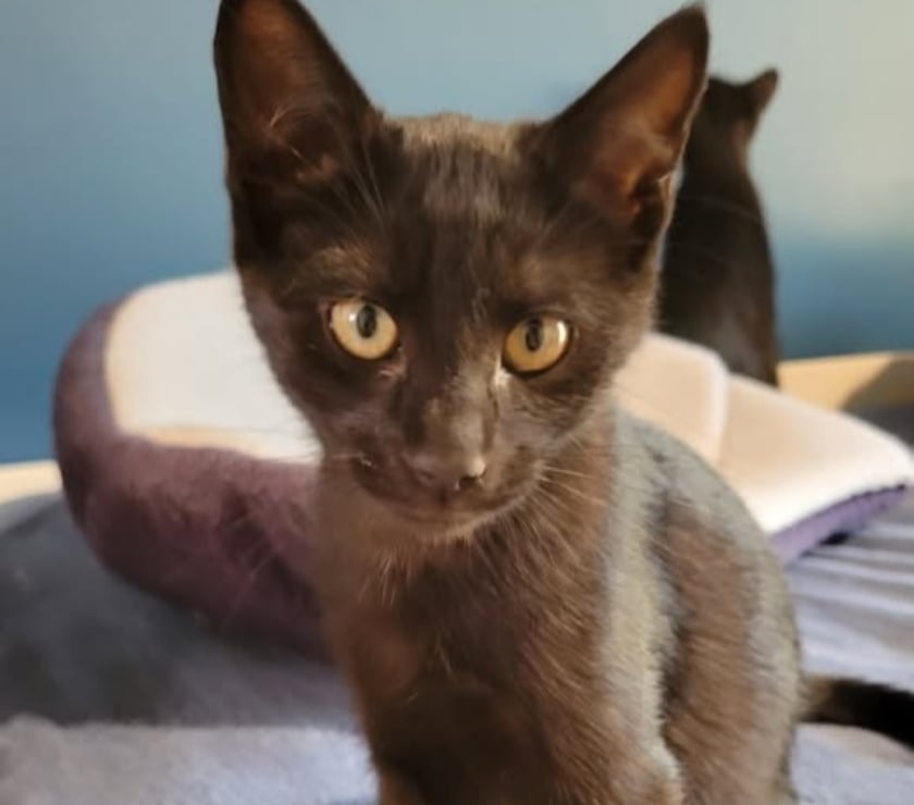 Don animaux Puy St Martin Drôme - Photos Vivastreet Chat WHISPER à l adoption