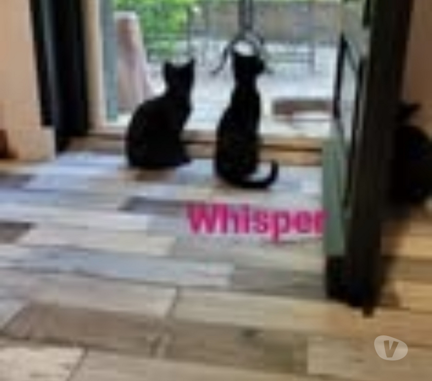 Don animaux Drôme Puy St Martin - 26450 - Photos Vivastreet Chat WHISPER à l adoption