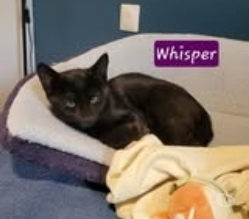 Don animaux Drôme Puy St Martin - 26450 - Photos Vivastreet Chat WHISPER à l adoption