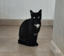 Chat HERA à l adoption