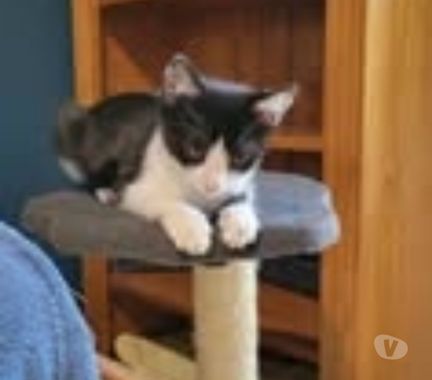 Don animaux Drôme Puy St Martin - 26450 - Photos Vivastreet Chat OUPSI à l adoption