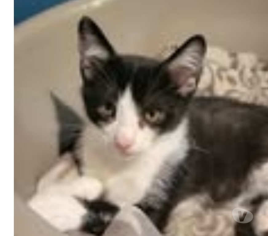 Don animaux Drôme Puy St Martin - 26450 - Photos Vivastreet Chat OUPSI à l adoption