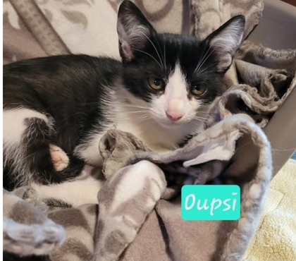 Adoption animaux Puy St Martin Drôme - Photos Vivastreet Chat OUPSI à l adoption
