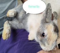 lapine naine tricolore