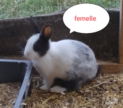Vente animaux Villequier Aumont Aisne - Photos Vivastreet lapine naine blanche et grise