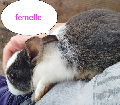 Vente animaux Villequier Aumont Aisne - Photos Vivastreet lapine naine blanche et marron-noir