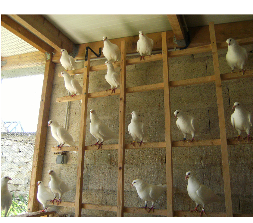 Vente Seine-et-Marne Bagneaux sur Loing - 77167 - Photos Vivastreet Pigeons reproducteurs hubbell blanc