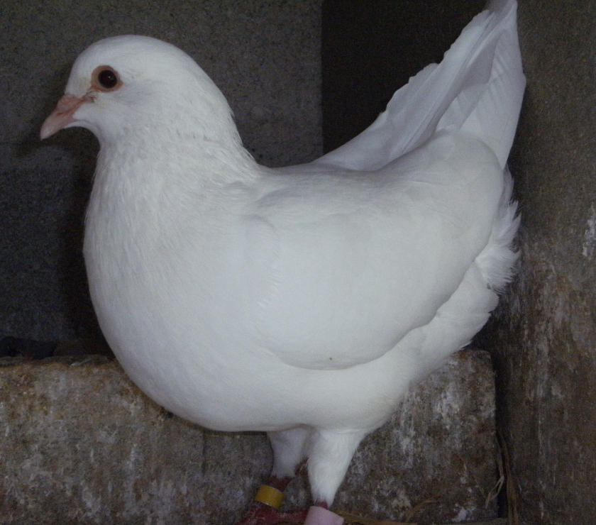 Vente Seine-et-Marne Bagneaux sur Loing - 77167 - Photos Vivastreet Pigeons reproducteurs hubbell blanc