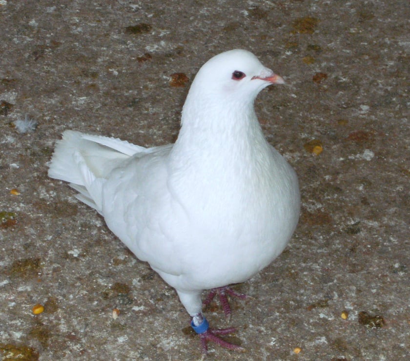 Vente animaux Bagneaux sur Loing Seine-et-Marne - Photos Vivastreet Pigeons reproducteurs hubbell blanc