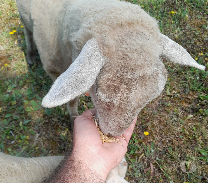 Vente Gironde Ste Eulalie - 33560 - Photos Vivastreet 2 jeunes brebis (moutons) - 6 mois adorables