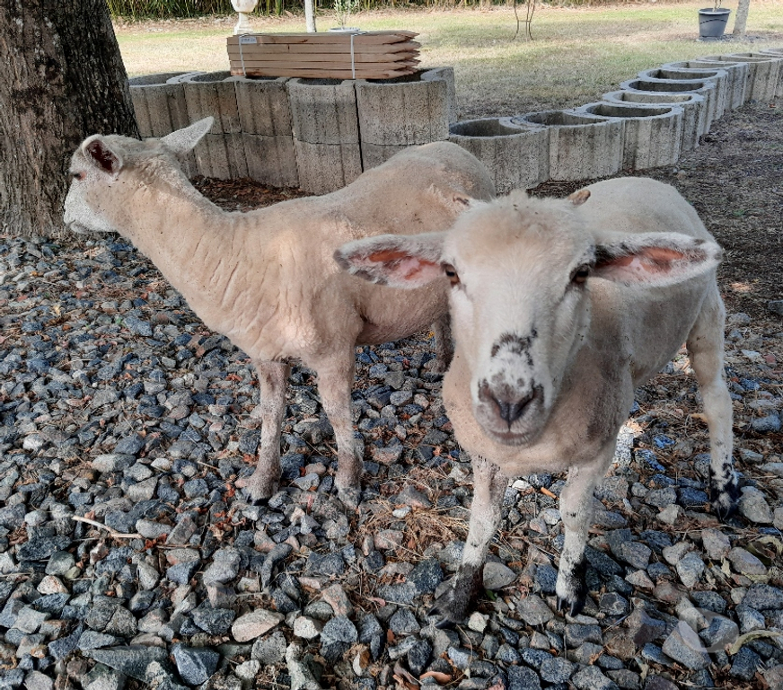 Vente Gironde Ste Eulalie - 33560 - Photos Vivastreet 2 jeunes brebis (moutons) - 6 mois adorables