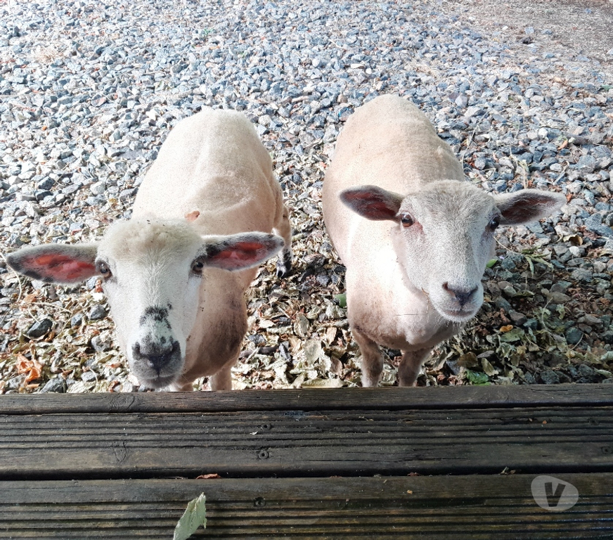 Vente Gironde Ste Eulalie - 33560 - Photos Vivastreet 2 jeunes brebis (moutons) - 6 mois adorables