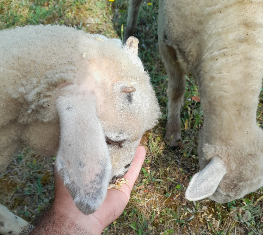 Vente Gironde Ste Eulalie - 33560 - Photos Vivastreet 2 jeunes brebis (moutons) - 6 mois adorables