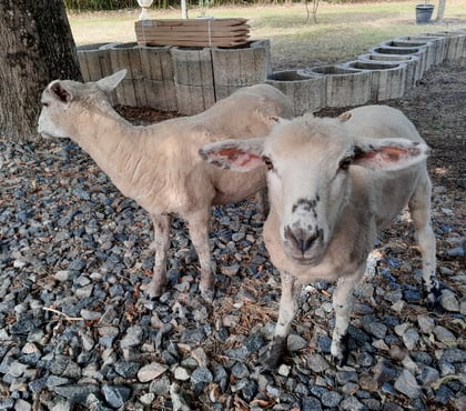 Vente animaux Ste Eulalie Gironde - Photos Vivastreet 2 jeunes brebis (moutons) - 6 mois adorables