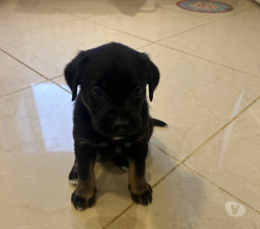Don animaux Ain Prevessin Moens - 01280 - Photos Vivastreet Chiots croisés Labrador, Beauceron et Boxer