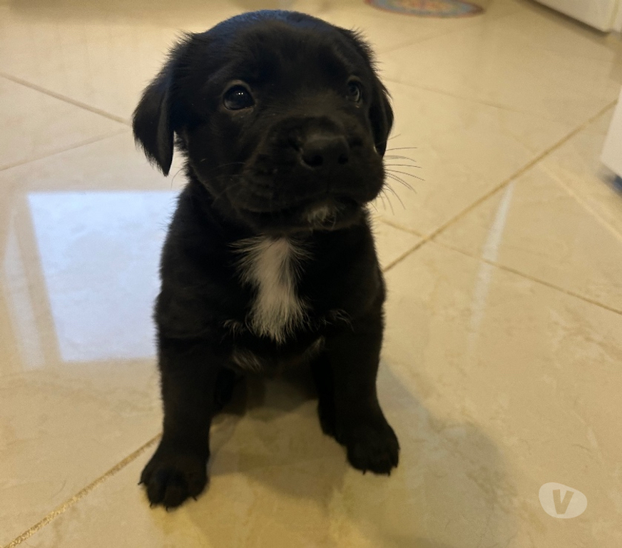 Don animaux Ain Prevessin Moens - 01280 - Photos Vivastreet Chiots croisés Labrador, Beauceron et Boxer