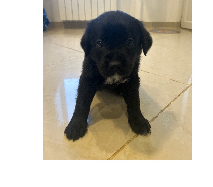 Don animaux Ain Prevessin Moens - 01280 - Photos Vivastreet Chiots croisés Labrador, Beauceron et Boxer
