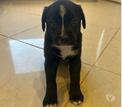 Don animaux Prevessin Moens Ain - Photos Vivastreet Chiots croisés Labrador, Beauceron et Boxer