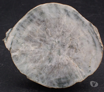 Photos Vivastreet Orbicule de Diorite orbiculaire , De Loretto di Tallano ,