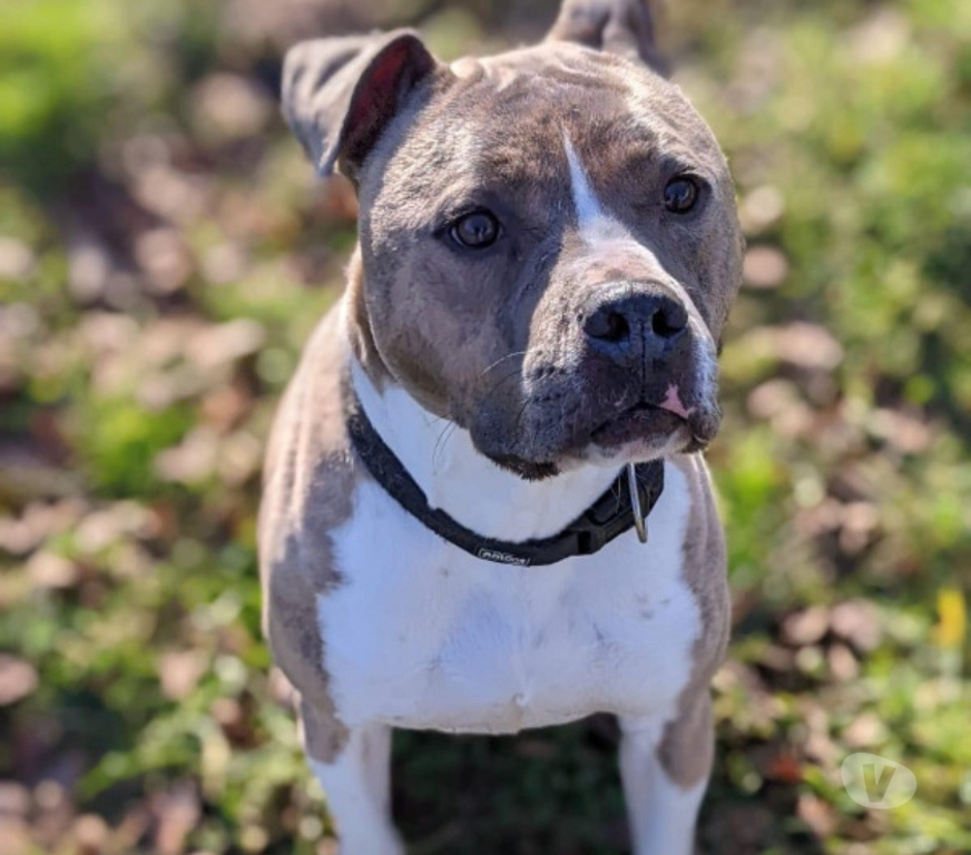 Don animaux Hautes-Pyrénées Ibos - 65420 - Photos Vivastreet TIAGO staff lof 7 ans