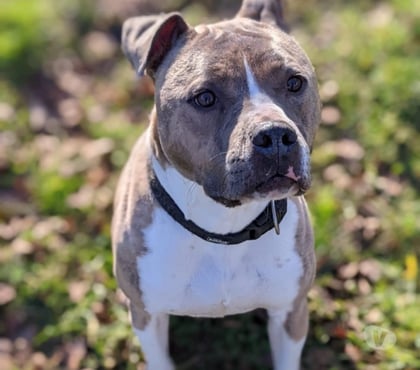 Adoption animaux Ibos Hautes-Pyrénées - Photos Vivastreet TIAGO staff lof 7 ans