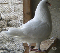 Pigeons de chair