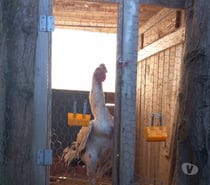 Coq shamo et poule
