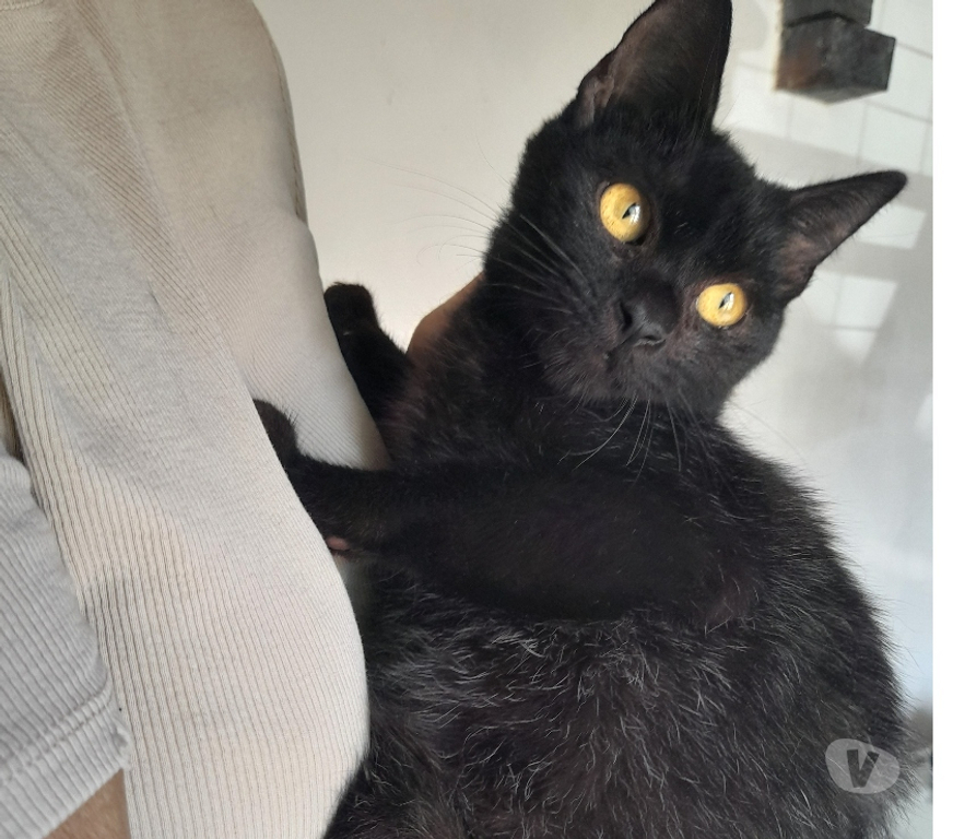 Vente Vendée Bois de Cene - 85710 - Photos Vivastreet YARO chat mâle adulte