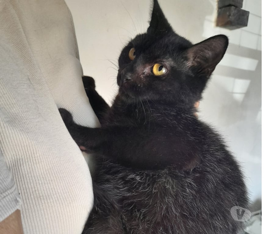 Vente Vendée Bois de Cene - 85710 - Photos Vivastreet YARO chat mâle adulte