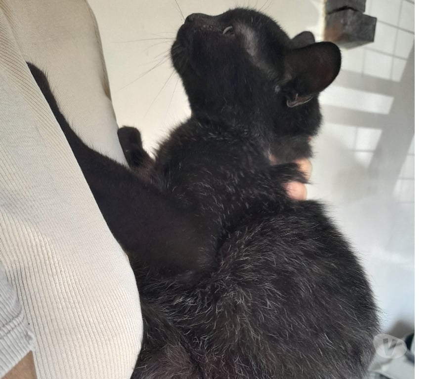 Vente Vendée Bois de Cene - 85710 - Photos Vivastreet YARO chat mâle adulte