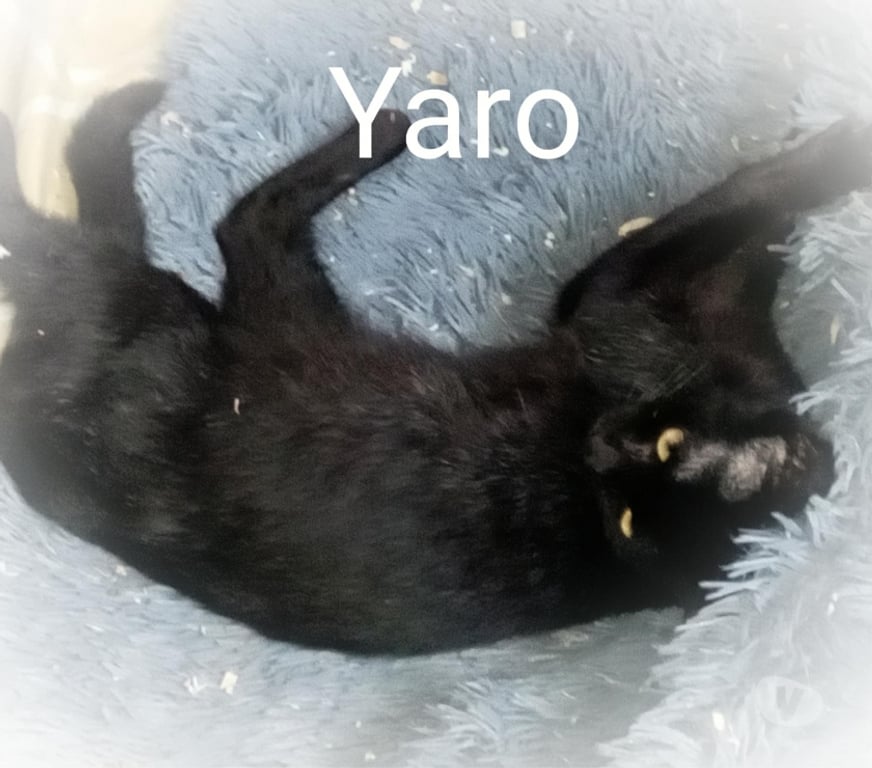 Vente Vendée Bois de Cene - 85710 - Photos Vivastreet YARO chat mâle adulte