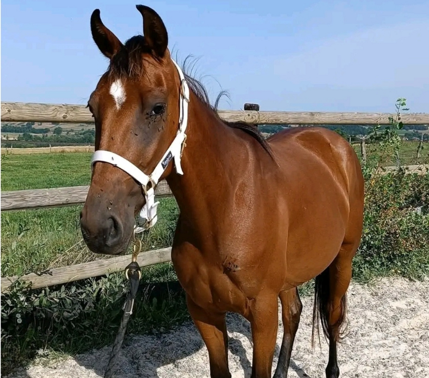 Vente Dordogne Campagne - 24260 - Photos Vivastreet Moona jument trotteuse 3ans 1m50