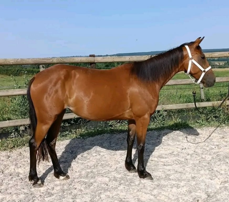 Vente Dordogne Campagne - 24260 - Photos Vivastreet Moona jument trotteuse 3ans 1m50