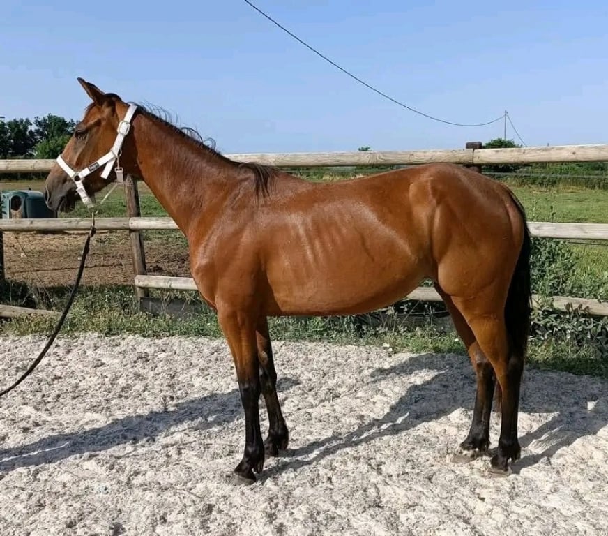 Vente Dordogne Campagne - 24260 - Photos Vivastreet Moona jument trotteuse 3ans 1m50