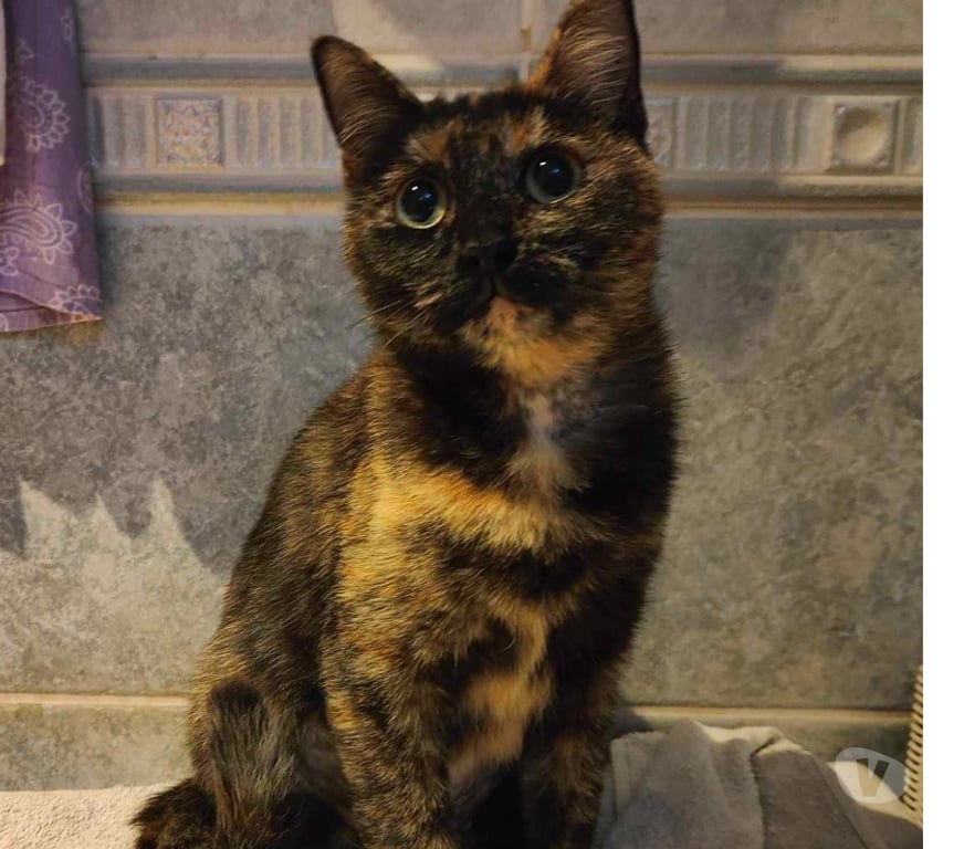 Vente Vendée Bois de Cene - 85710 - Photos Vivastreet Abby chatte femelle réunion