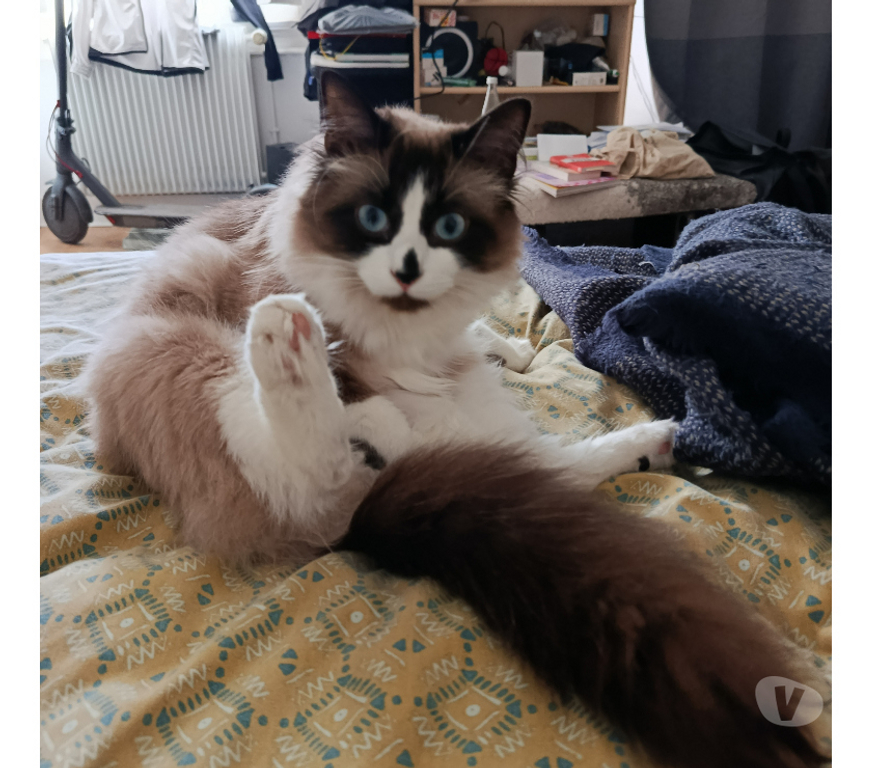 Don animaux Rhône Lyon - Photos Vivastreet KAKI, minette belle et joueuse
