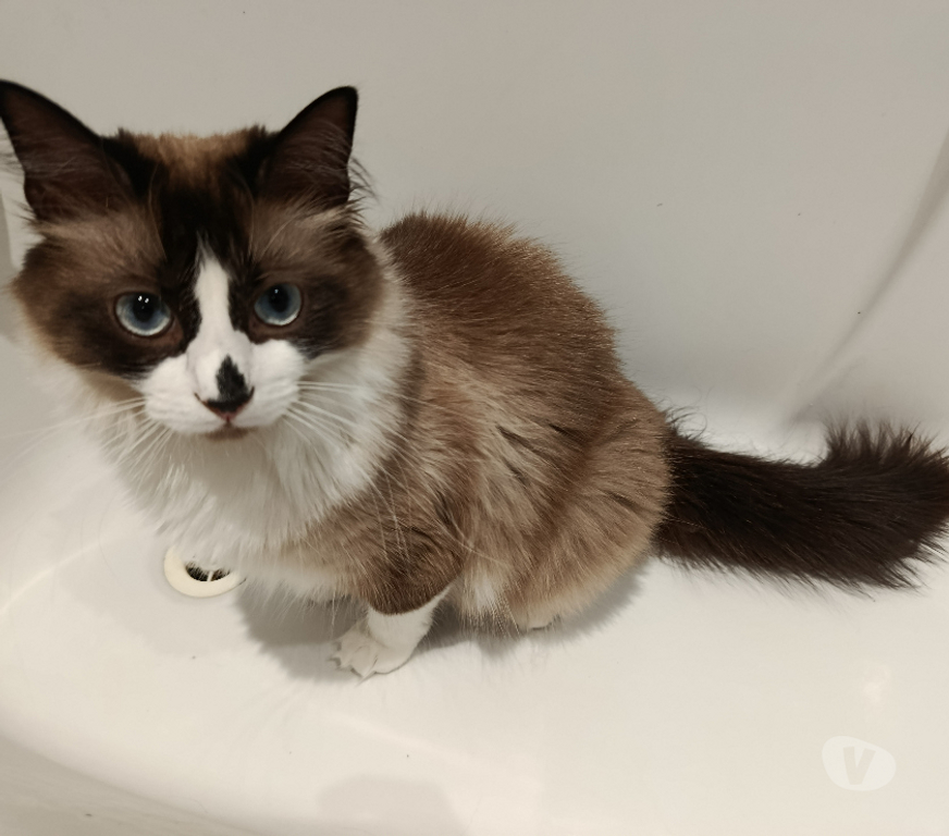 Don animaux Rhône Lyon - Photos Vivastreet KAKI, minette belle et joueuse