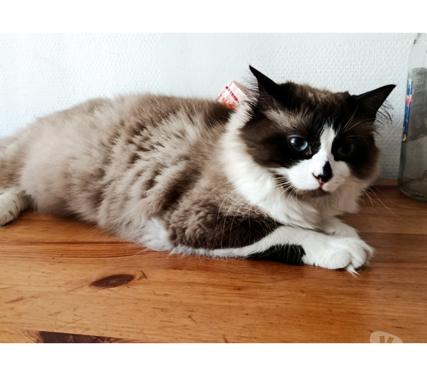 Don animaux Rhône Lyon - Photos Vivastreet KAKI, minette belle et joueuse