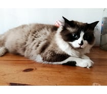 KAKI, minette belle et joueuse