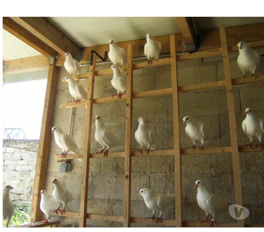 Vente Seine-et-Marne Bagneaux sur Loing - 77167 - Photos Vivastreet Pigeons reproducteurs hubbell blanc