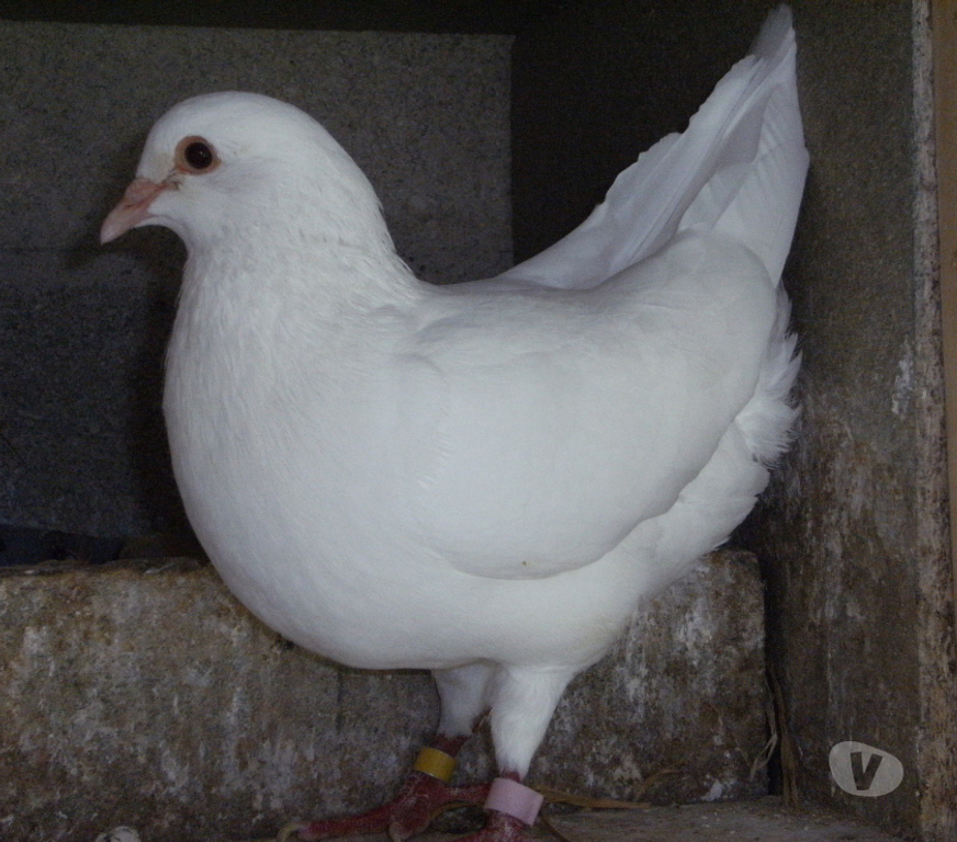 Vente Seine-et-Marne Bagneaux sur Loing - 77167 - Photos Vivastreet Pigeons reproducteurs hubbell blanc
