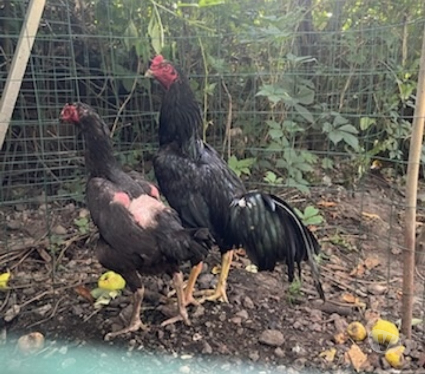 Vente Pas-de-Calais Avion - 62210 - Photos Vivastreet COQ ET POULE SHAMO
