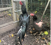 COQ ET POULE SHAMO