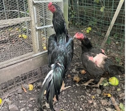 Vente animaux Avion Pas-de-Calais - Photos Vivastreet COQ ET POULE SHAMO