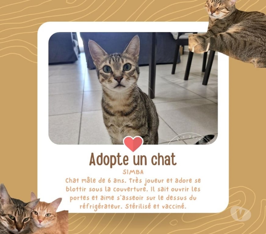 Vente Vendée Bois de Cene - 85710 - Photos Vivastreet Simba chat mâle