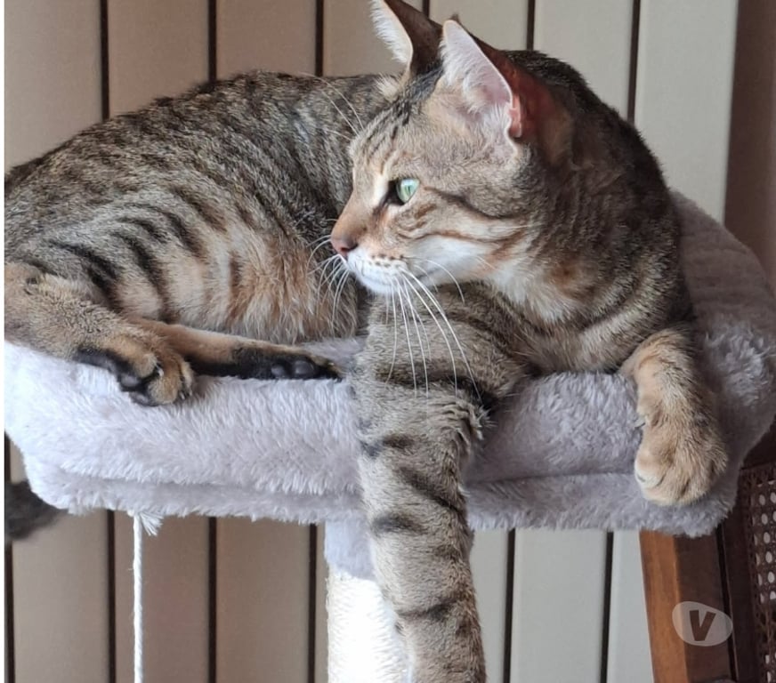 Vente Vendée Bois de Cene - 85710 - Photos Vivastreet Simba chat mâle