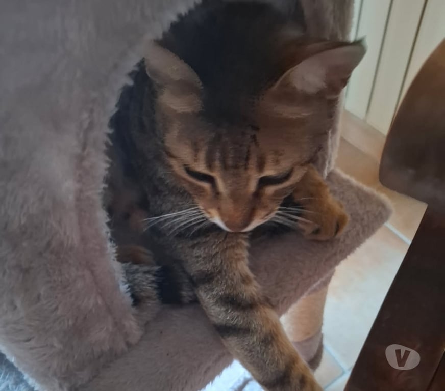 Vente Vendée Bois de Cene - 85710 - Photos Vivastreet Simba chat mâle