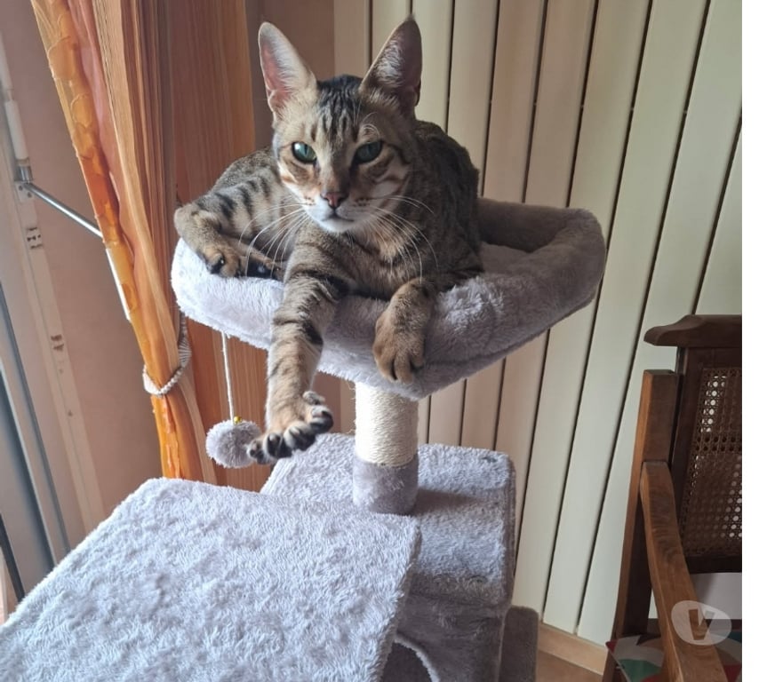 Vente Vendée Bois de Cene - 85710 - Photos Vivastreet Simba chat mâle